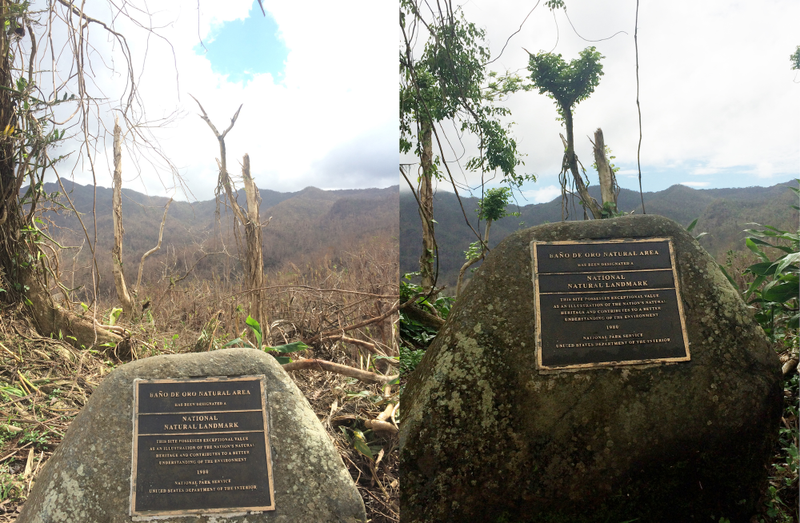 Forest recovery around the Baño De Oro sign in El Yunque National Forest. Photo Courtesy Grizelle González